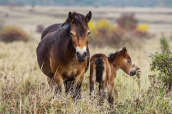 Ve čtvrtek 7. listopadu proběhne přednáška spolku Kruh s názvem Návrat divočiny do krajiny.