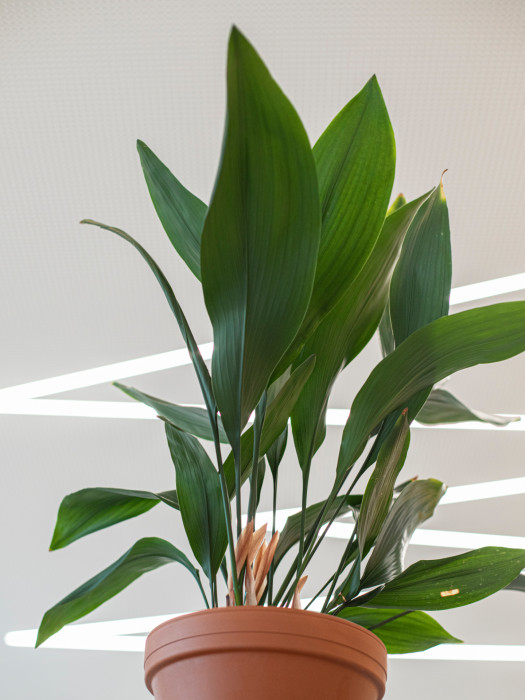 Kro Café, NEUHÄUSL HUNAL / David Neuhäusl, Matěj Hunal