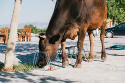 Projekt Albanian Carpet od studia Casanova+Hernandez Architects