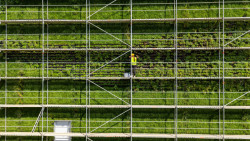 Zelená fasáda v CTParku North Prague