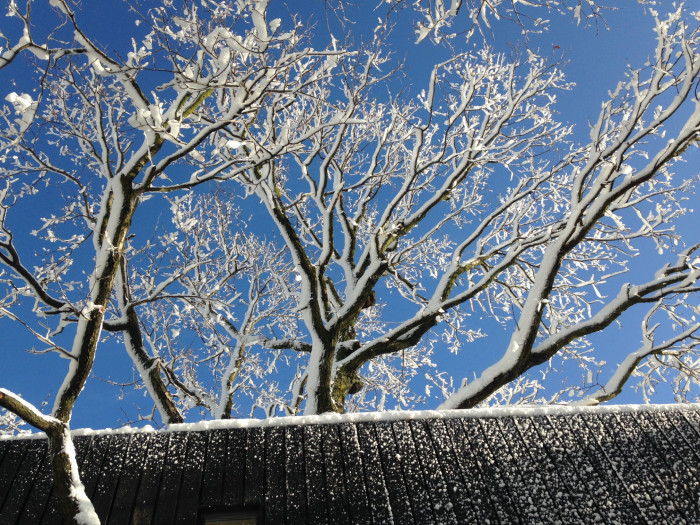 Tree-House DUBoDOM, ateliér StromDom