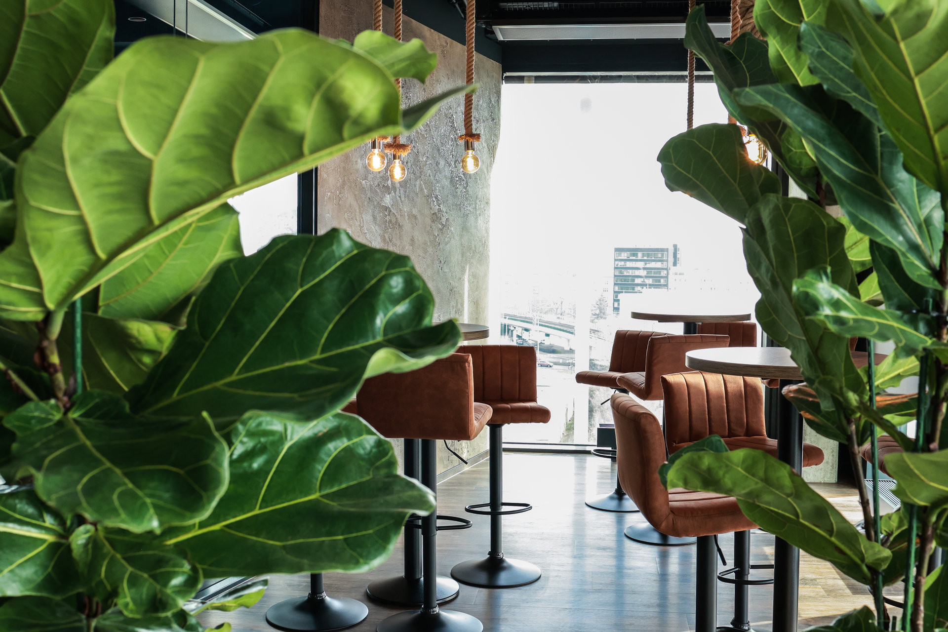 Pronájem rostlin s péčí od Jungle Interiors