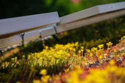 Zelenou střechu je vhodné doplnit o fotovoltaické panely, které ji stíní i vyrábí elektřinu