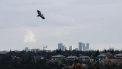 Od 21. března do 1. září bude v pražském CAMPu k vidění výstava Planeta Praha, která pozoruje město „očima“ rostlin a živočichů.