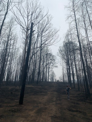 Foto po ničivém požáru v údolí Kangaroo Valley