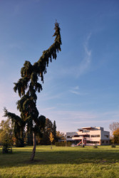 Volmanova vila v Čelákovicích po rekonstrukci