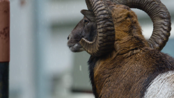 Od 21. března do 1. září bude v pražském CAMPu k vidění výstava Planeta Praha, která pozoruje město „očima“ rostlin a živočichů.