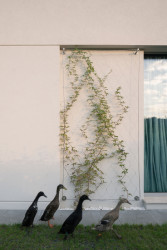 Ve všech atriích je vysazená zeleň. (Dům s atrii v Nedvědicích, AOSI)