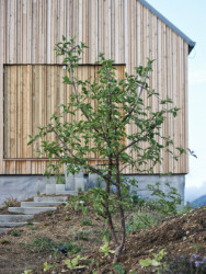 Dom Hora, Archholiks.