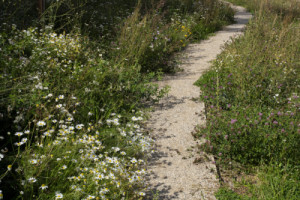 Kvetoucí louka na druhé terase v podrostu ovocného sadu. (Pivovarské terasy; Steiner a Malíková krajinářští architekti, Roman Brychta Architekti)