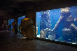 Afrykarium ve Vroclavi: namísto materiálové upřímnosti věrná napodobenina skal