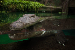 Afrykarium ve Vroclavi: Nil v Polsku