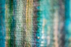 Umělecká tapeta od Canonu