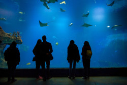 Afrykarium ve Vroclavi: k vidění je 350 druhů ryb