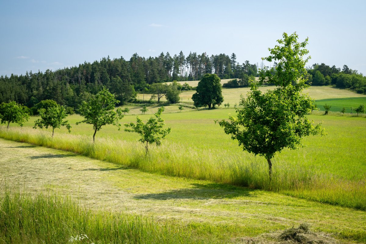 Kategorie krajina: 20 let ozdravování lesa a krajiny Velkobítešska