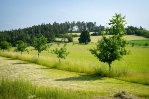 Kategorie krajina: 20 let ozdravování lesa a krajiny Velkobítešska