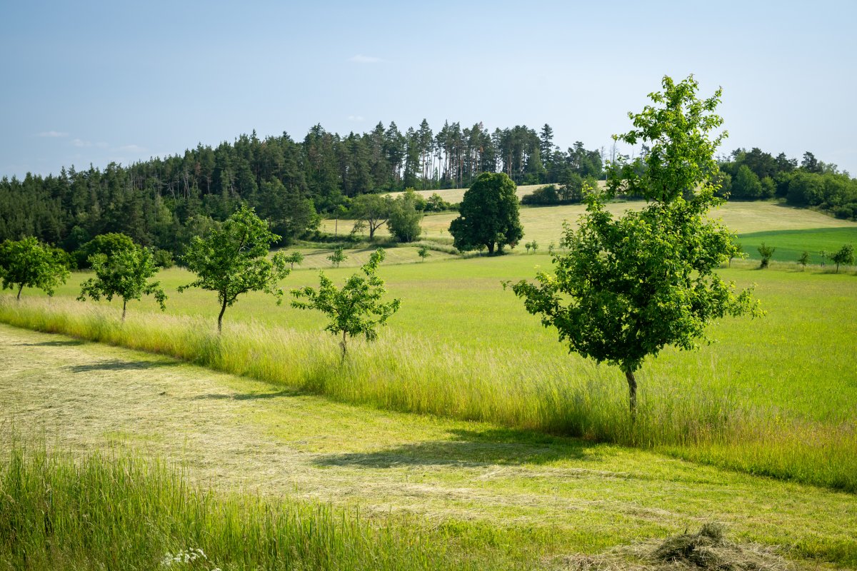 20 let ozdravování lesa a krajiny Velkobítešska