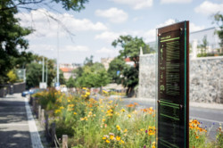 Šmídová Landscape Architects, Extenzivní trvalkový záhon v Italské ulici - foto