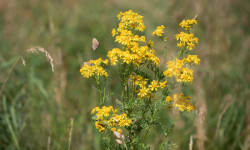Ve čtvrtek 7. listopadu proběhne přednáška spolku Kruh s názvem Návrat divočiny do krajiny.