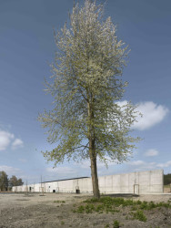 Vstup do areálu (Památník v Letech, Jan Sulzer, Lucie Vogelová, Ján Stempel, Jan Jakub Tesař)