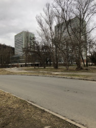 Spontánní křoví. Náletová zeleň zútulňuje a ochlazuje okolí