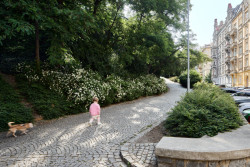 ...nahradily je vhodné půdopokryvné rostliny. (Obnova Riegrových sadů, Matouš Jebavý)