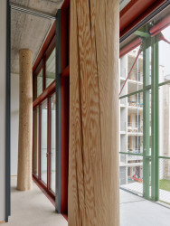 Dřevěné sloupy působí v interiéru jako strom. (Konverze skladu vína na komunitní bydlení; Esch Sintzel Architekten)