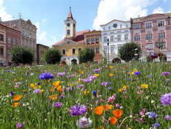 Broumov hledá městského architektka.