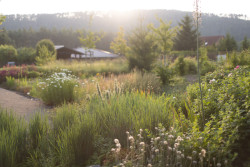 Luční společenství ocení jak živočichové, tak majitelé. Je totiž rozmanité a skoro bezúdržbové. (Zahrada rodinného domu u vodní nádrže Kamýk, Atelier Flera)
