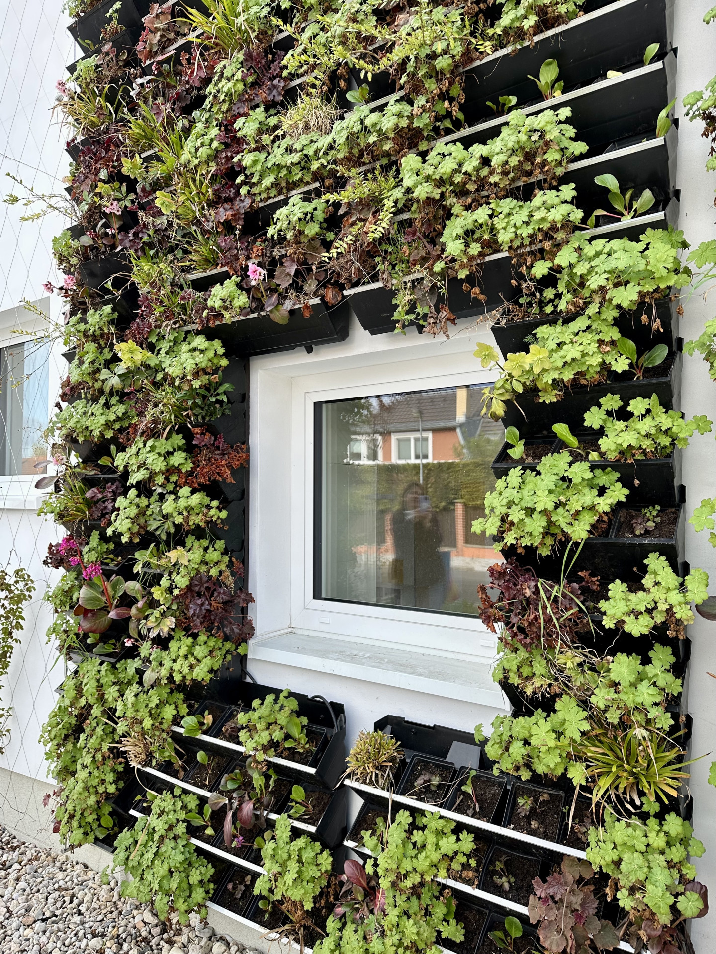 Zelená fasáda, zatím spíše černá