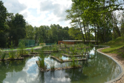 Voda cirkuluje a v jezírku ji čistí rostliny a mikroorganismy na jejich kořenech