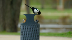 Od 21. března do 1. září bude v pražském CAMPu k vidění výstava Planeta Praha, která pozoruje město „očima“ rostlin a živočichů.