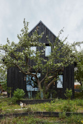 Přímo před okny je stará jabloň.