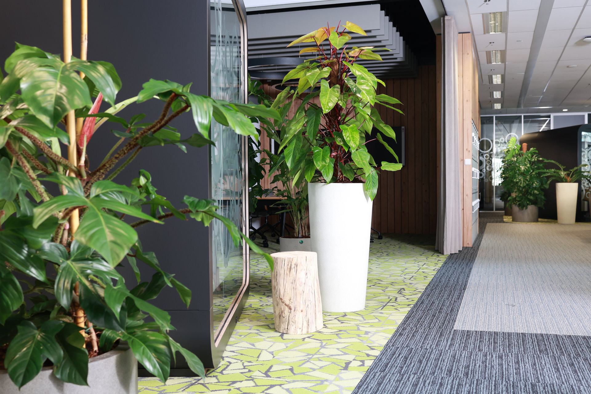 Pronájem rostlin s péčí od Jungle Interiors