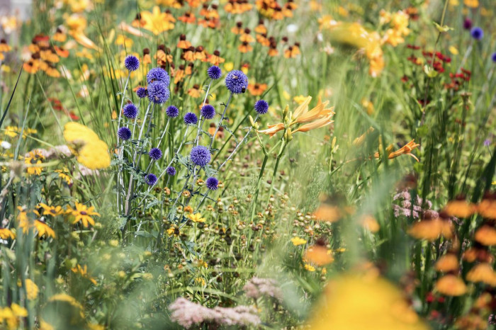 Šmídová Landscape Architects, Extenzivní trvalkový záhon v Italské ulici - foto