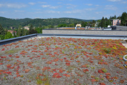 3. místo - Extenzivní střechy na bytových domech, Brno.