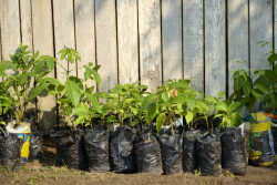 Společnost mmcité nabízí nábytek a mobiliář z jatoby s označením FSC. Díky tomu splňuje nejpřísnější kritéria pro její těžbu v amazonském pralese.