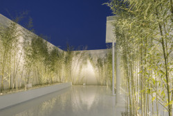 Bamboo Forest, V Studio
