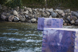 Papkasserne, Pia Skogberg