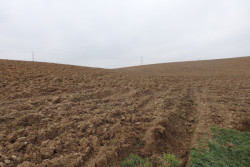 Tak to tu vypadalo - lán oraný po spádnici, odkud stékala voda i ornice.