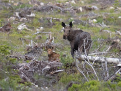 Ve čtvrtek 7. listopadu proběhne přednáška spolku Kruh s názvem Návrat divočiny do krajiny.