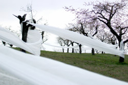 Landartová instalace Třešňovka, Tomáš Kodet.