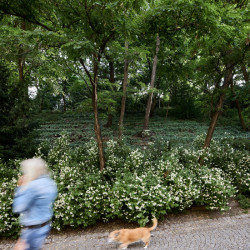 Náletové dřeviny a křoví jsou pryč...