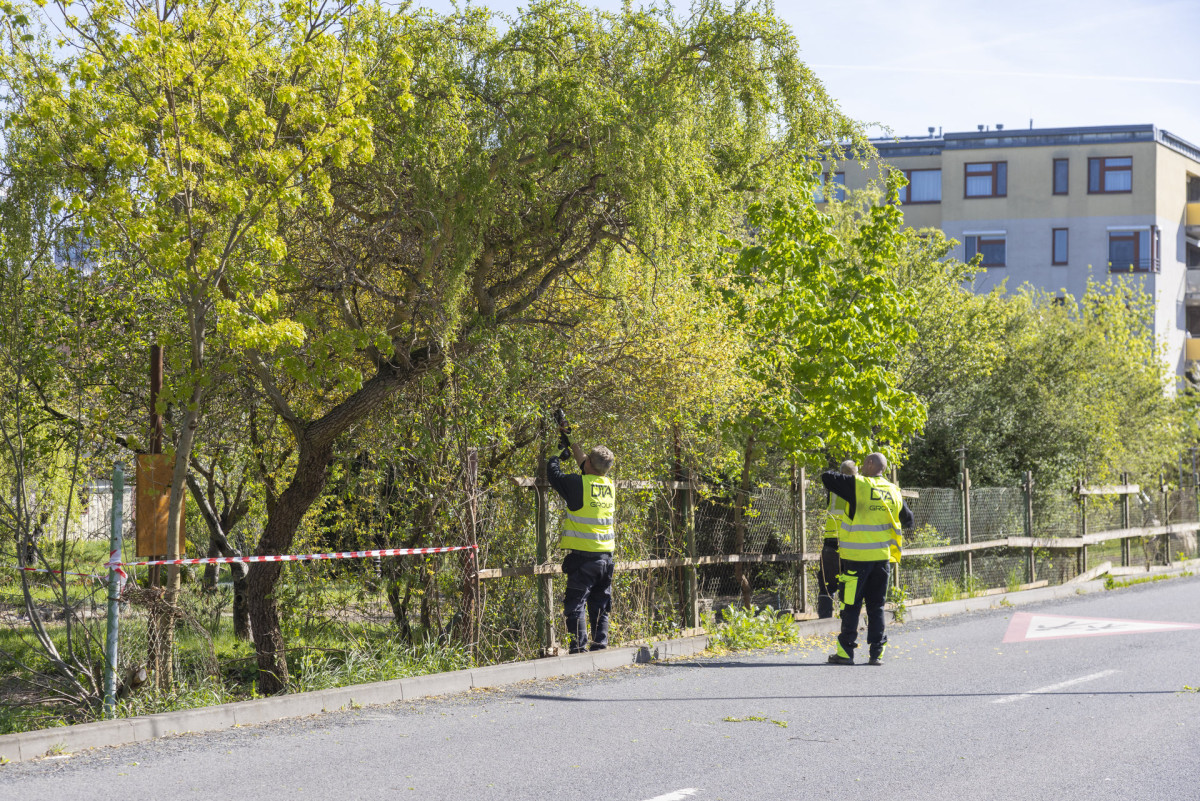 Demolice zahrádkářské kolonie proběhla jemně, aby se zachovalo co nejvíc původních stromů a dalších rostlin. (Proměna zahrádkářské kolonie na park v Praze; Terra Florida)