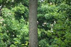 Cílem přírodovědného výzkumu zahrad Pražského hradu není vytvořit neopečovávanou džungli, ale pestrou a zajímavou přírodu.