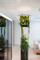 Jungle Raketa je vhodná pro kanceláře a coworkingy, kde vegetace podporuje koncentraci a pocit pohody.