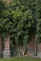 Červený zámek v Hradci nad Moravicí, ATELIER 38/ Jan Zelinka, Luděk Valík