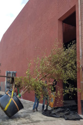 Sázení stevarcie kamélovité