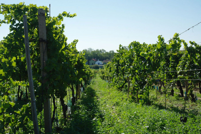 ORA, Vinný sklep U Modráka – foto