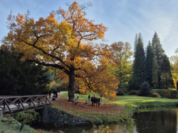 Park v Průhonicích založil hrabě Sylva Taroucca před 140 lety. Dodnes tu jsou Tarouccovy stromy, třeba tento dub sametový. Smrky ze stejné doby ale likviduje kůrovec. 